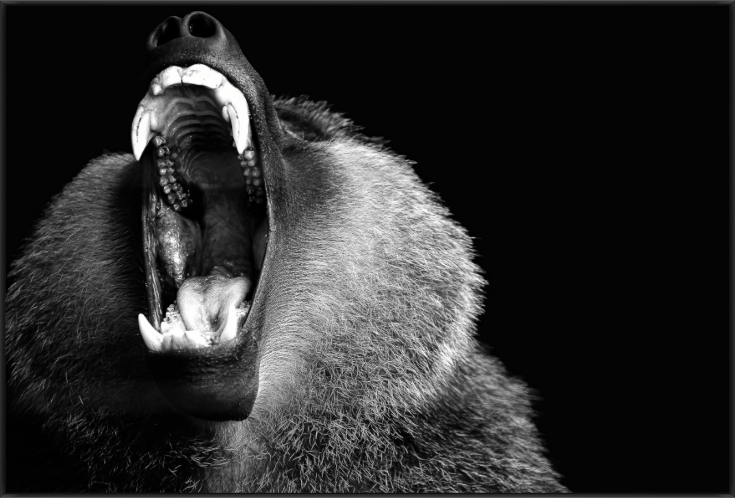 Main image Primal Silence
