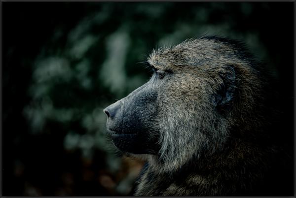 Main image The Observer