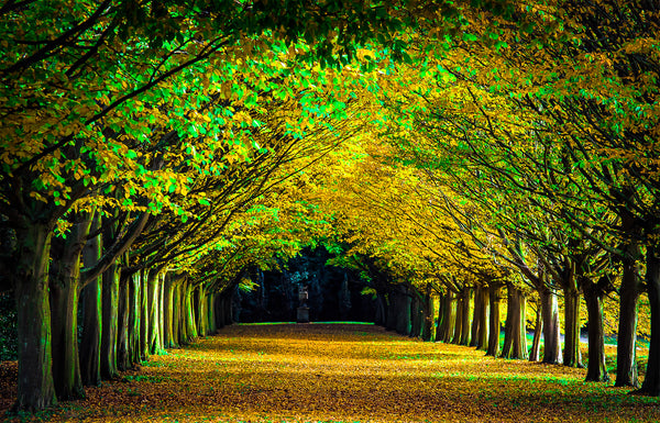 Golden Passage