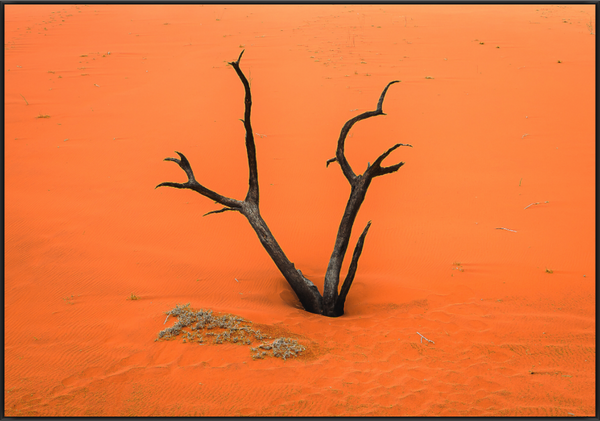 Main image Solitary Flame