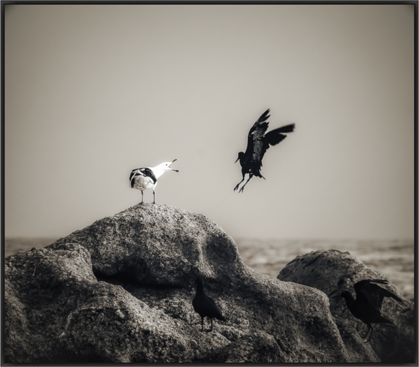 Main image The Watcher