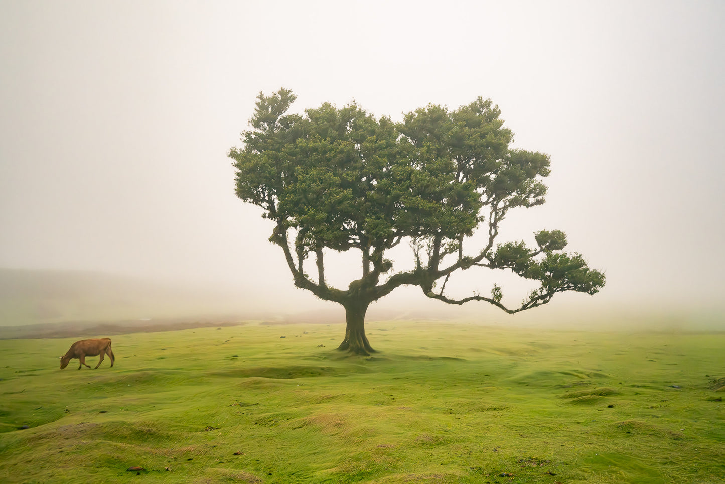 Solitude