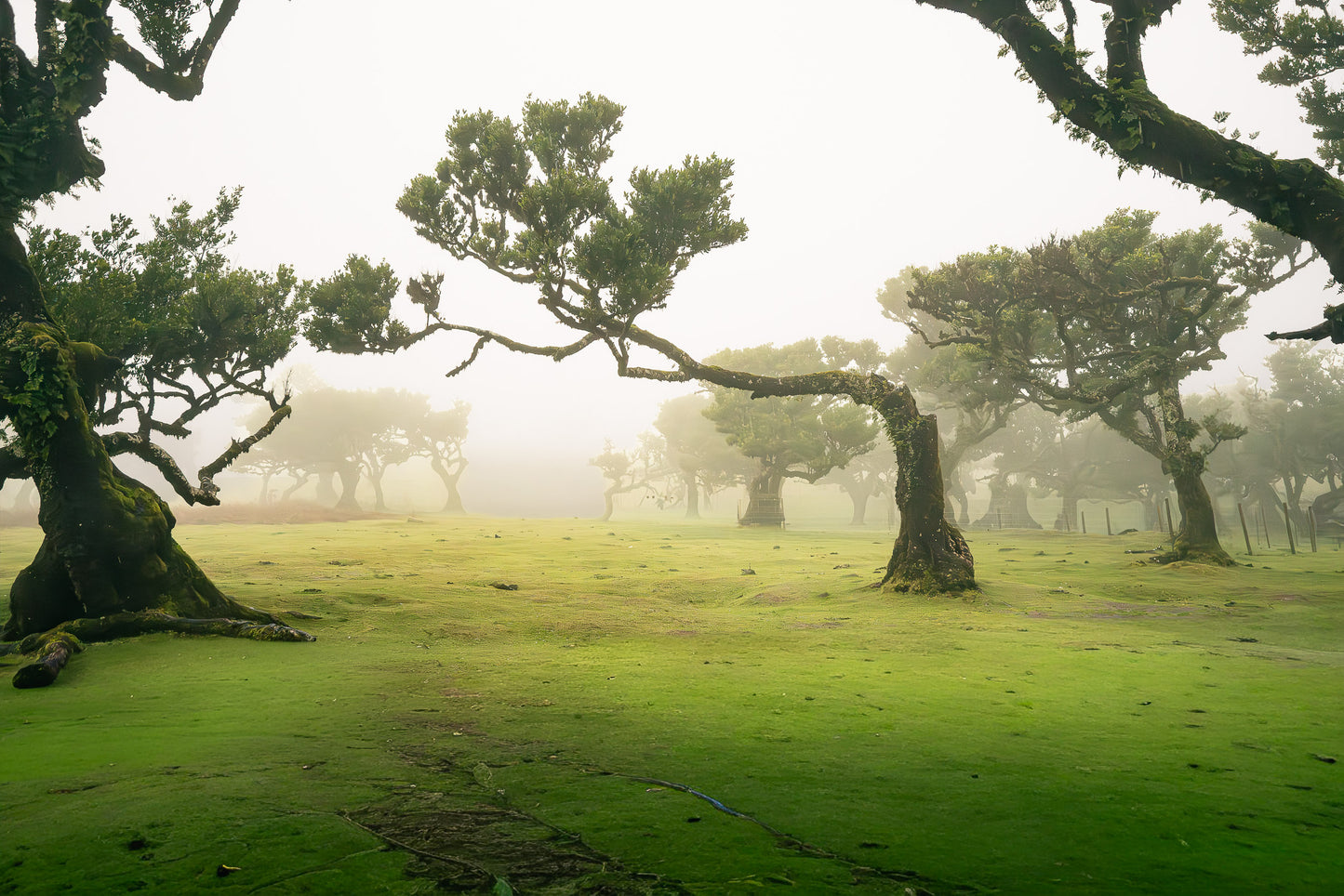 Whispering Fields