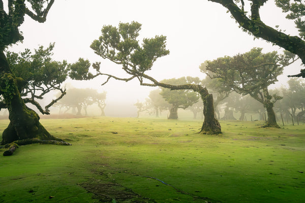 Whispering Fields