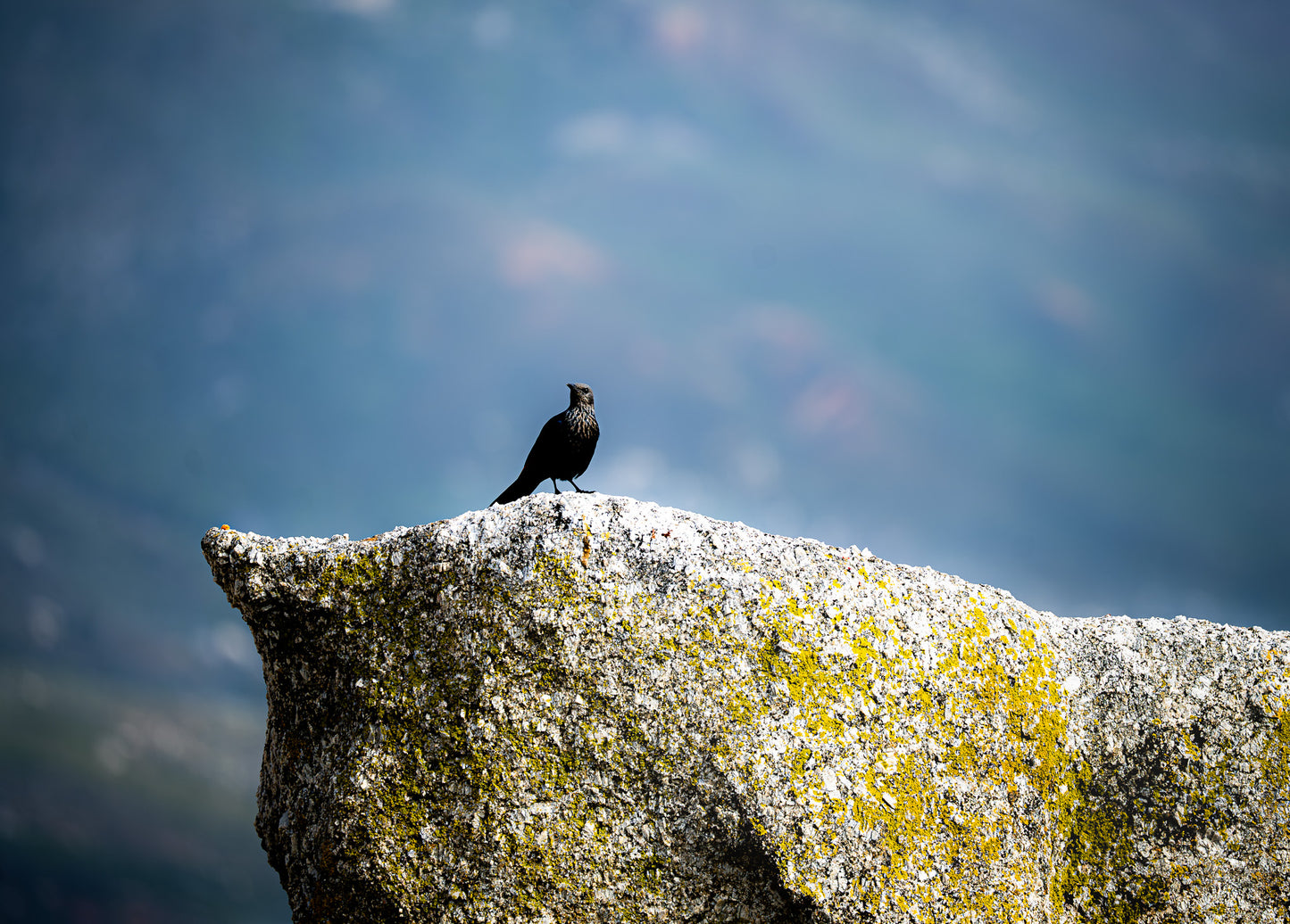 Sentinel