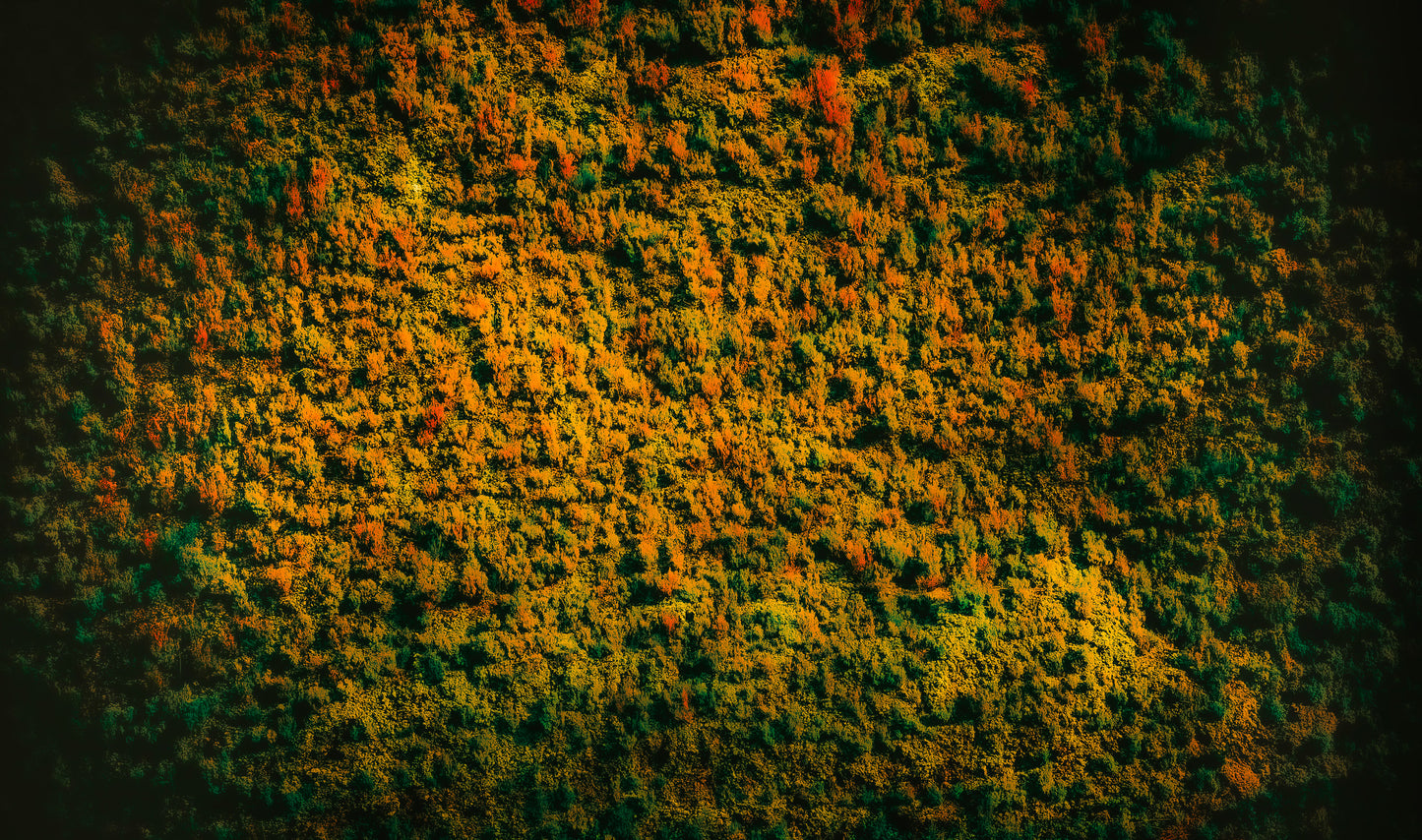 Autumn from Above